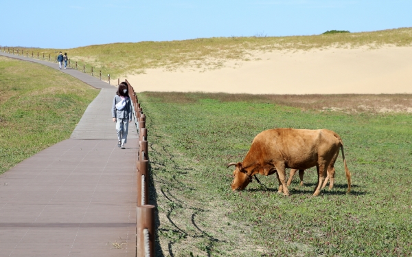 신두리 해안사구 한우 방목 모습.