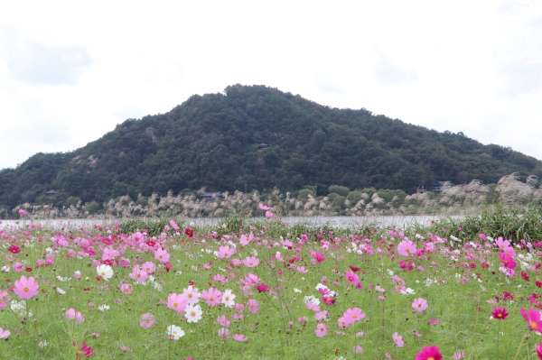 백마강 코스모스 전경