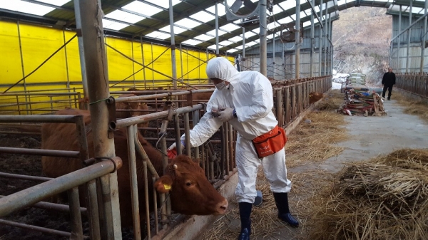 구제역 백신 일제접종 장면