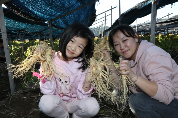 작년 금산인삼축제 체험 모습