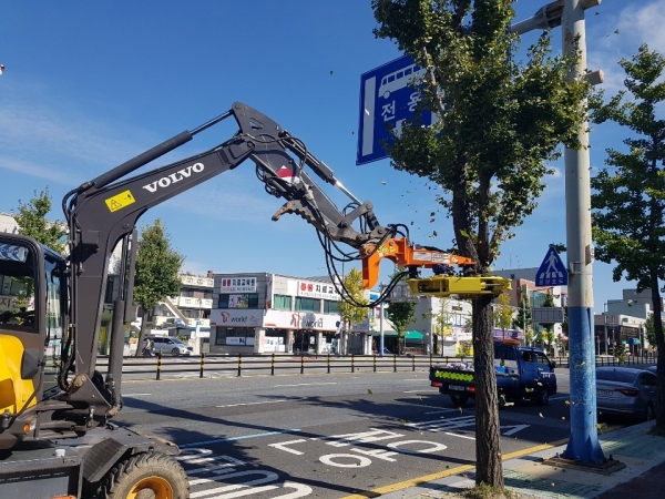 7일 중구 동서대로 일원에서 진행한 은행나무 열매털기 작업 모습