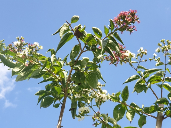 밀원수 ‘칠자화’ 특화거리 조성