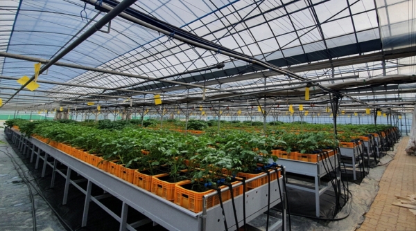 스마트농업 테스트베드 작물 재배 사진