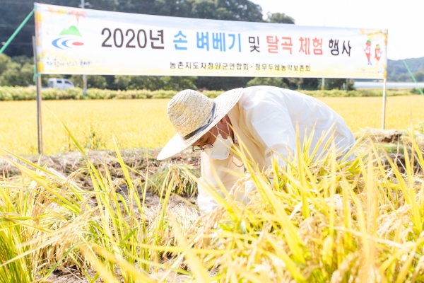 청양지역 전통 벼 베기 .탈곡 체험 재현 모습