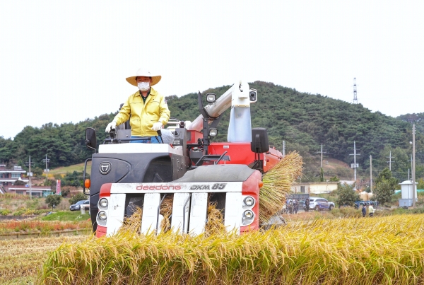 김홍장 시장 벼베기 시연 모습