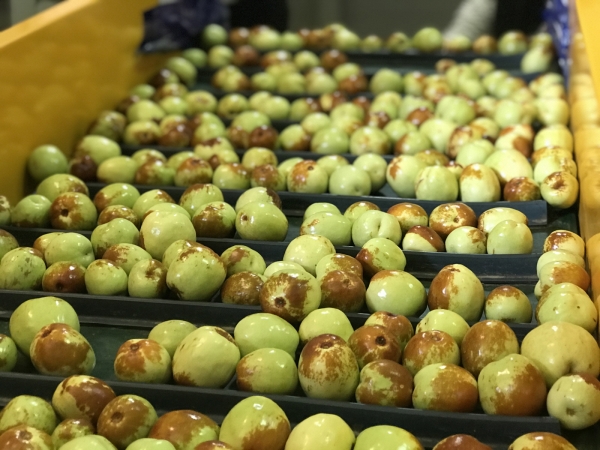 굿뜨래 왕대추 모습