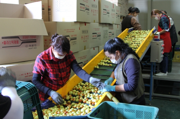 굿뜨래 왕대추 선별장 모습