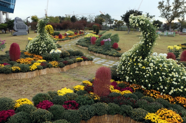 당진시청 주변 국화전시회 준비 모습