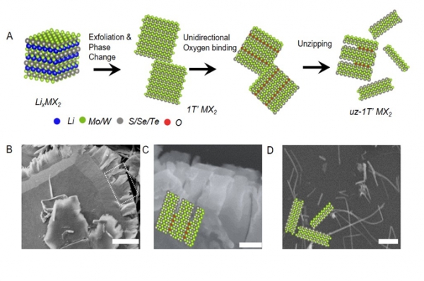 절개 공정의 간략한 모식도와 각각의 절개 과정에 대한 전자현미경 이미지.