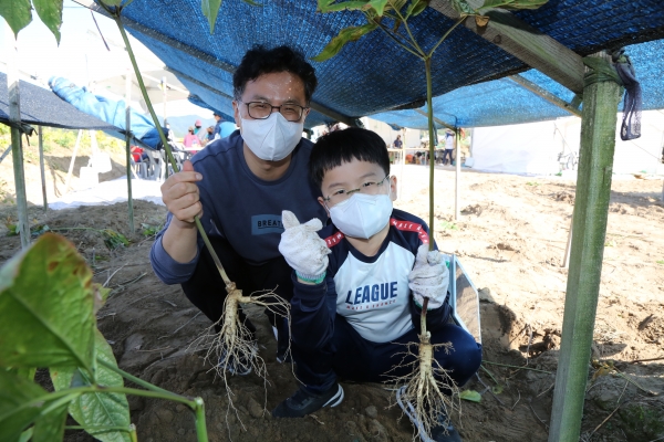 인삼캐기 현장체험 모습