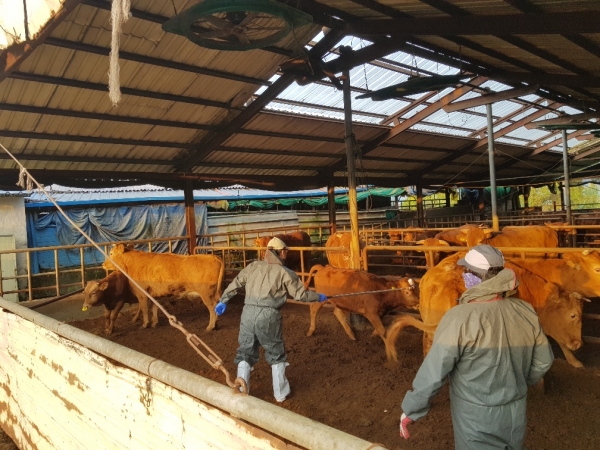 오는 25일까지 우제류 2,897마리를 대상으로 하반기 구제역 백신 일제접종 실시