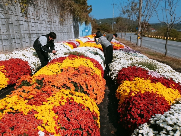 100만 송이 가을국화 ‘만개’ 구경오세요-청양군 구룡3리