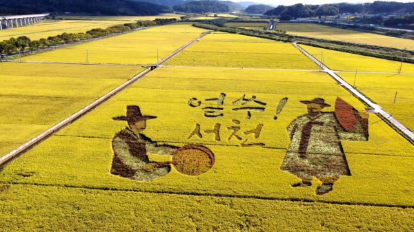 서천군, 논 그림 조성지 벼 베기 행사