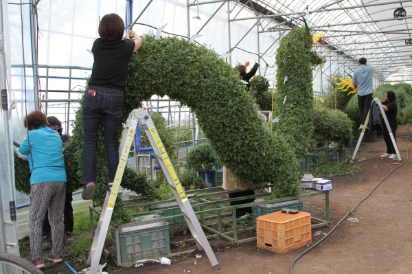 국화전시회 국화 조형물 설치 모습