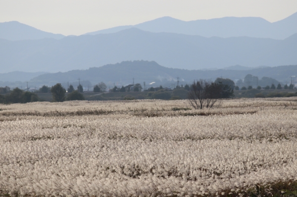 백마강 억새꽃 단지 모습