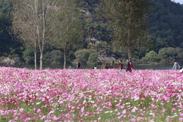 백마강 코스모스 단지