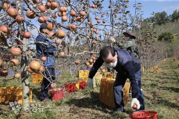예산 사과농가에서 봉사활동을 하고있는 김지철 교육감
