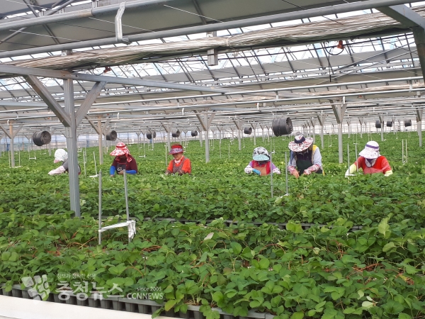 우량딸기묘 분양