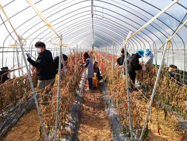청양군 공직자들 농가 일손돕기 지원 봉사 모습