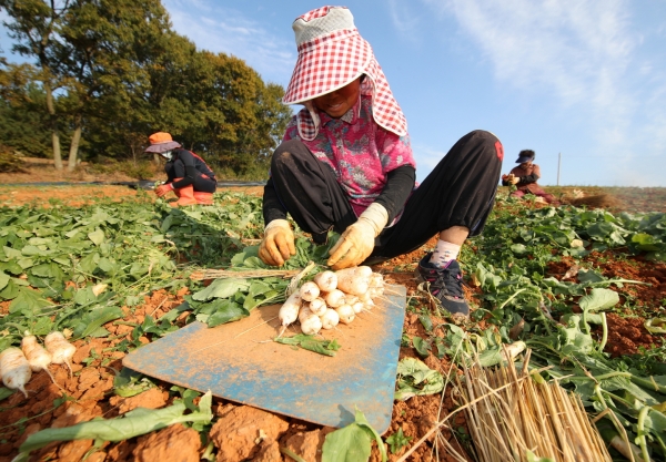 태안읍 장산리 한 농가에서 총각무(알타리무)를 수확하고 있는 모습.
