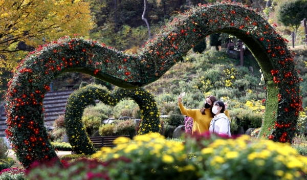 내달 6일까지 대청호자연  생태관 일원에서 2020년 대청호반 국화전시회 개최