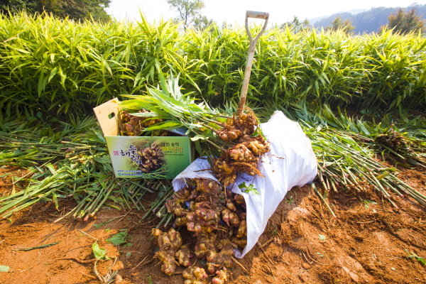 지난 10월 28일 해들림 생강을 수확한 장면