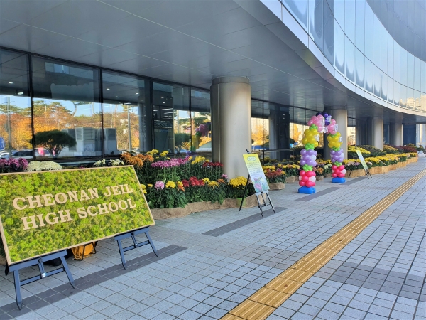 8일까지 천안시청 민원동, 의회동 앞 야외 공간에서 열리는 국화전시회