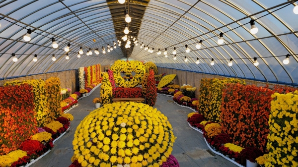 청양군 국화정원