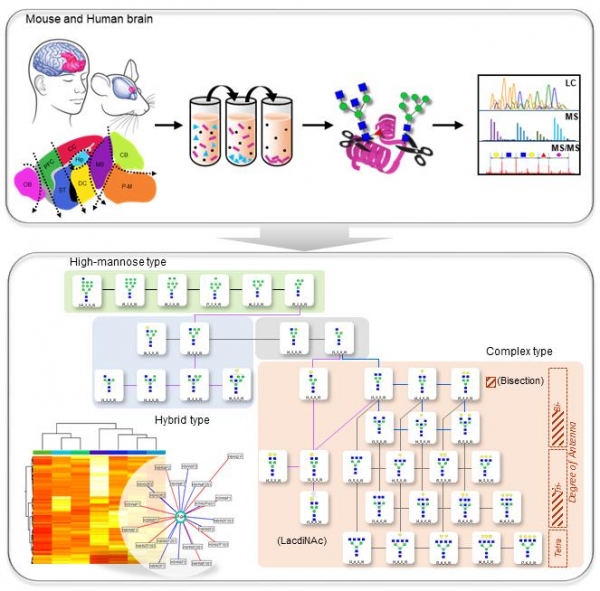 안현주 교수팀 PNAS 논문게재