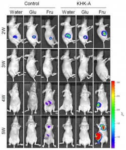 KHK-A를 발현하는 암세포 이식 마우스 모델을 통해 확인한 암 전이에서의 과당의 역할.