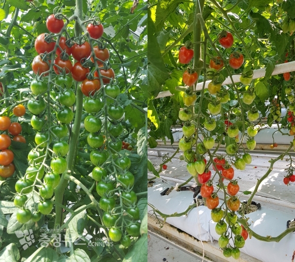 사진 왼쪽부터 TY프리마, 마시토