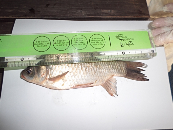 포획한 어류 체장 측정 모습
