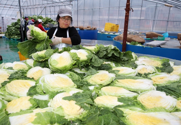 고남면의 ‘안면도 농수산’ 절임배추 작업 모습.