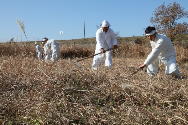 청남면 인양리 갈대후리는소리보존회원들이 금강변에서 긴 낫을 이용해 갈대를 베는 모습.
