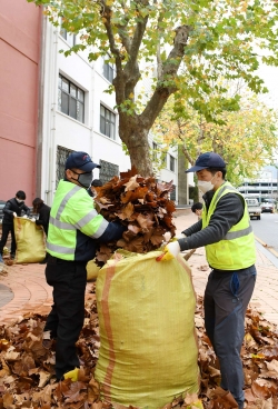 20일 옛 충남도청 뒷길에서 진행한 가을철 낙엽 대청소