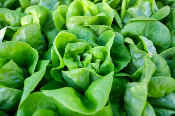 서유채 농장(아쿠아포닉스 농법)