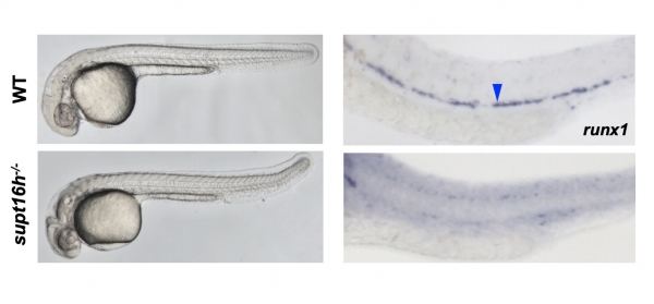 정상 제브라피쉬(WT)와 Supt16h가 결여된 돌연변이(supt16h-/-) 제브라피쉬의 모습 비교(왼쪽)와 조혈줄기세포 발생 비교.(오른쪽)