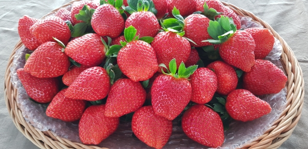 굿뜨래 딸기 사진