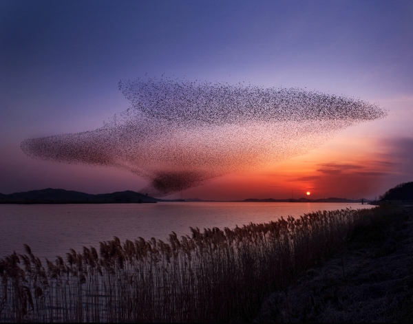 금강하구 철새도래지