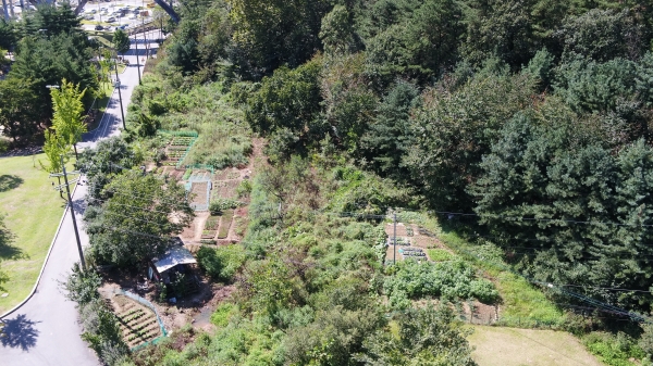 길치근린공원 내 불법경작지. 대덕구는 2021년 이곳에 녹색쌈지숲을 조성할 계획이다.