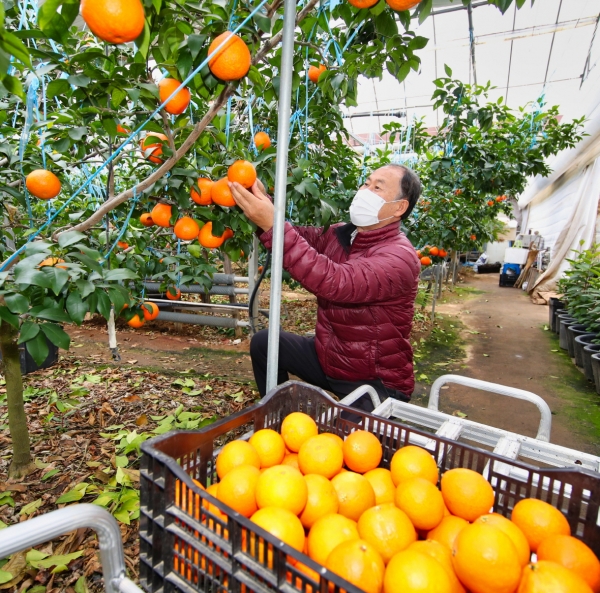 아람농원에서 황금향을 수확하는 모습.