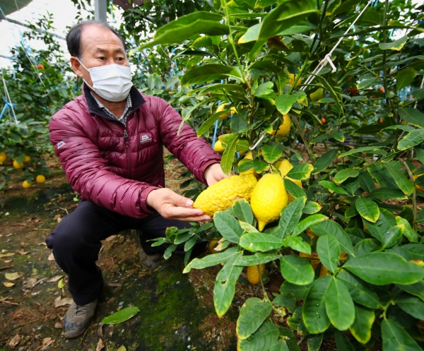‘아말피 레몬’도 함께 재배
