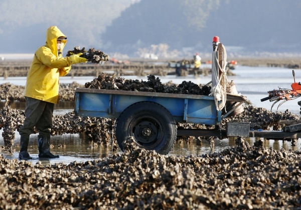 태안군 이원면 굴 양식장에서 삼동어촌계원들이 굴 채취를 하고 있는 모습.