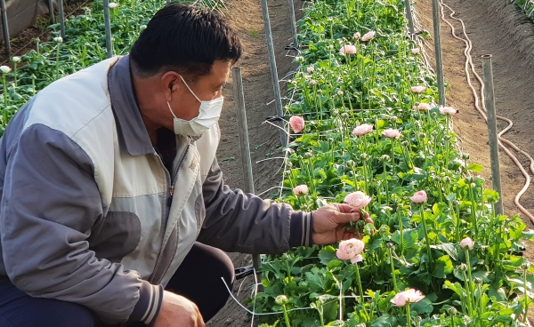 청양 양승보씨 겨울 꽃 ‘라넌큘러스’ 재배 성공