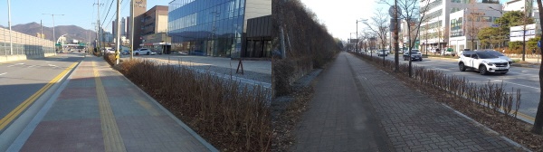 (좌) 남부대로 화살나무 식재, (우)동서대로 사철나무 식재