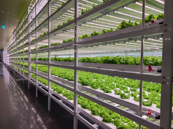 대전시가 전국 최초로 아파트 Farm 조성을 추진하고 나섰다. 사진은 스마트팜 농장 모습.