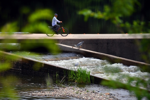 제3회 어도사진공모전 대상 수상작_왜가리의 먹이사냥_김철수
