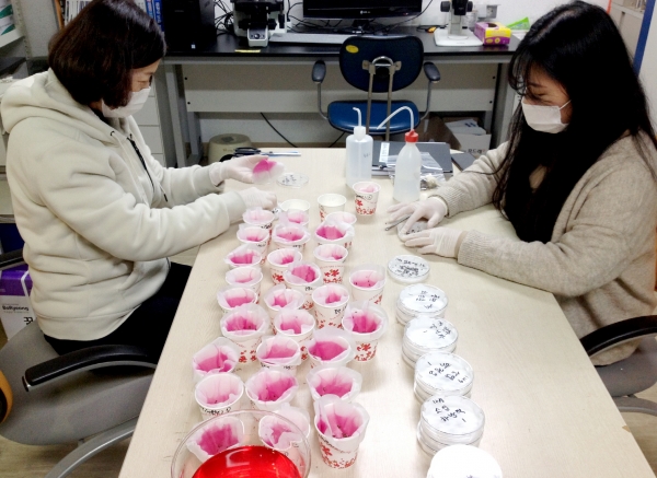 잎들깨 종자 발아 검정 모습.