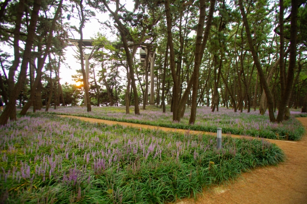 서천 장항송림산림욕장과 스카이워크