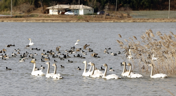수룡저수지 고니 모습
